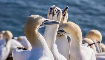 kaiyun开云·官方网站-长传长射：场上那些令人震惊的远距离奇迹，长传集锦