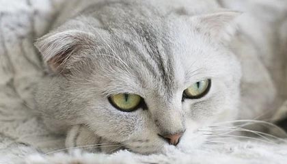 Kaiyun官方登录入口-江苏苏宁将挑战天津天海，实力对比胜负如何？，天津天宁苏宁是正式苏宁吗