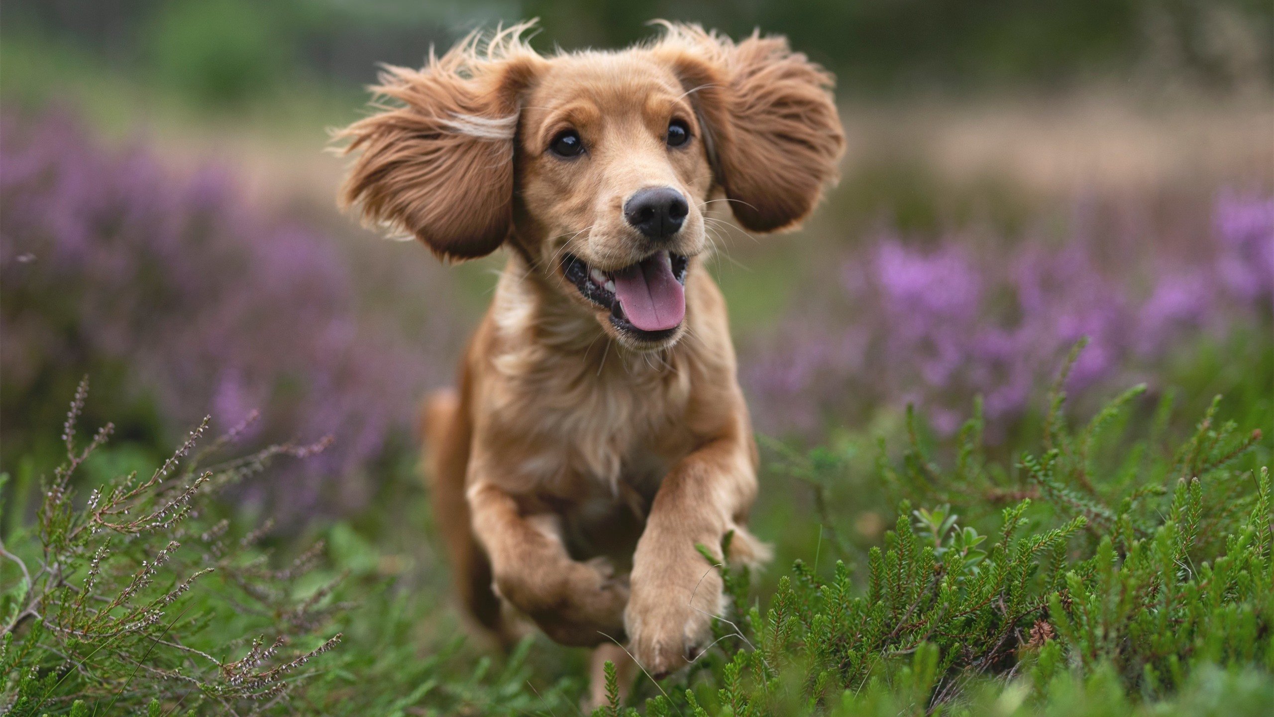 WRC瑞典雪地挑战：白雪皑皑中的速度极限，瑞典雪地罩衣