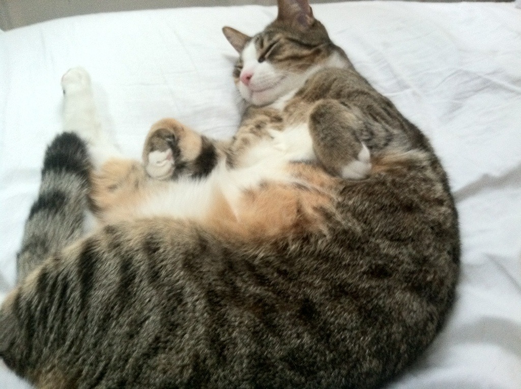 “法甲豪门决战时刻,争夺榜首激烈碰撞”,法甲豪门球队排名