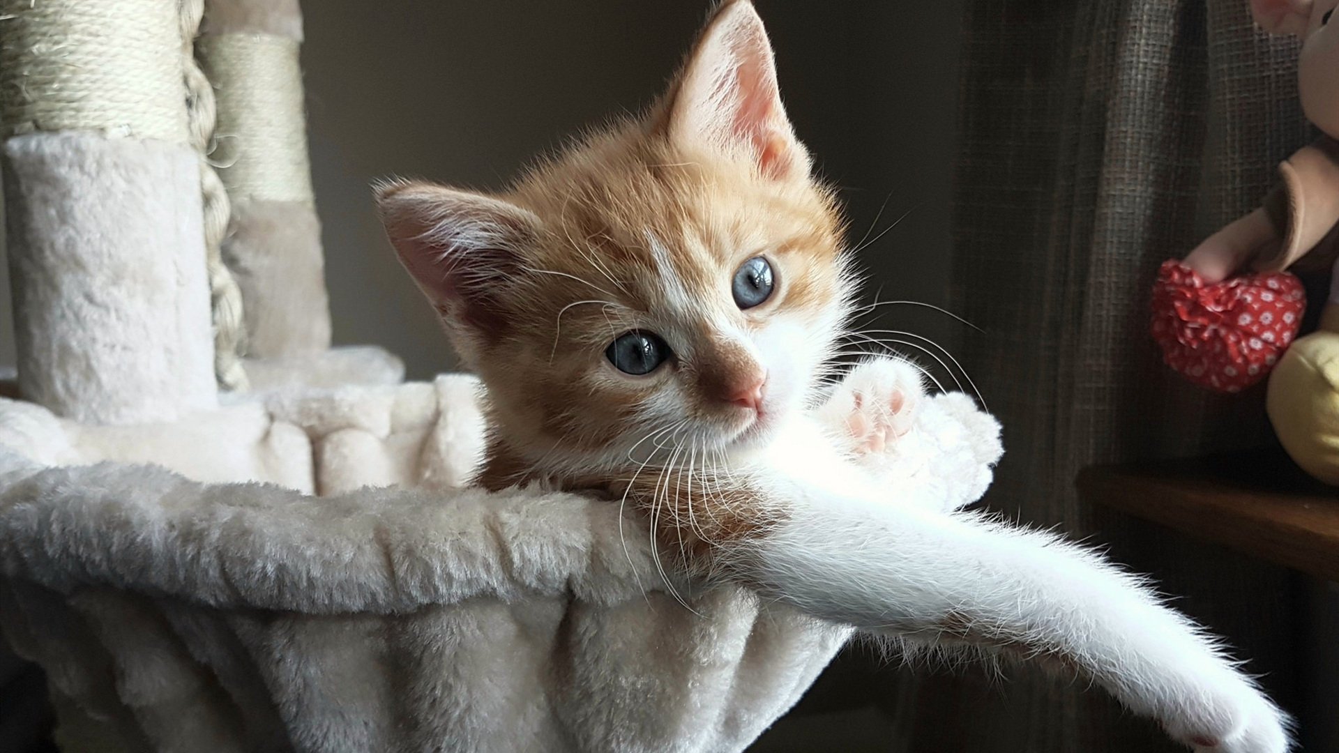 【数据分析】推动球队胜利的核心指标，球队获胜的概率计算