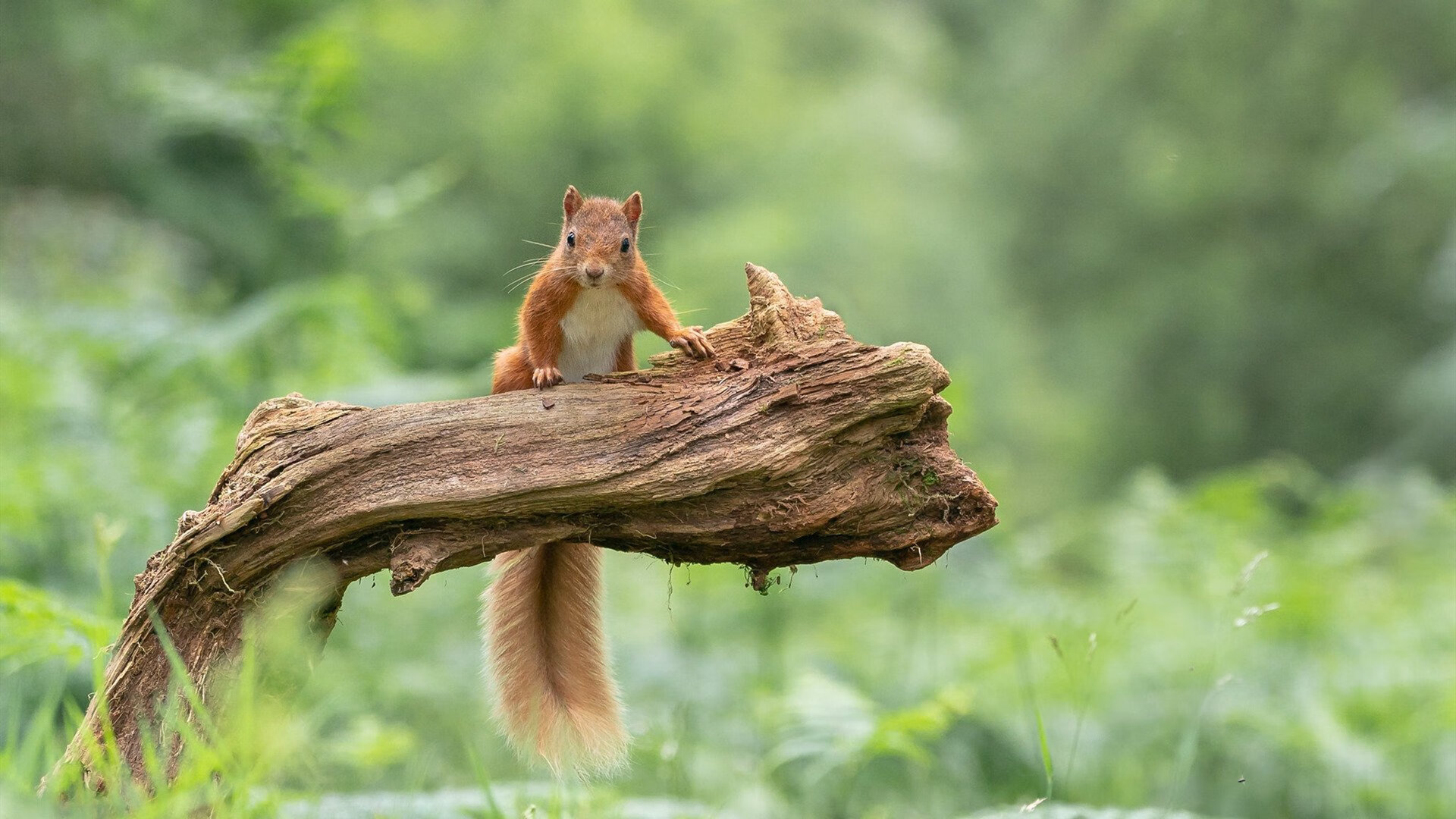 全国多地推行“足球场地自行冠名”，推动足球场馆社会化运营，足球比赛场馆