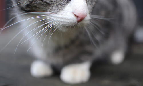 kaiyun开云·官方网站-特色冰壶趣味赛，冰上策略与技巧结合，冰壶比赛要点视频