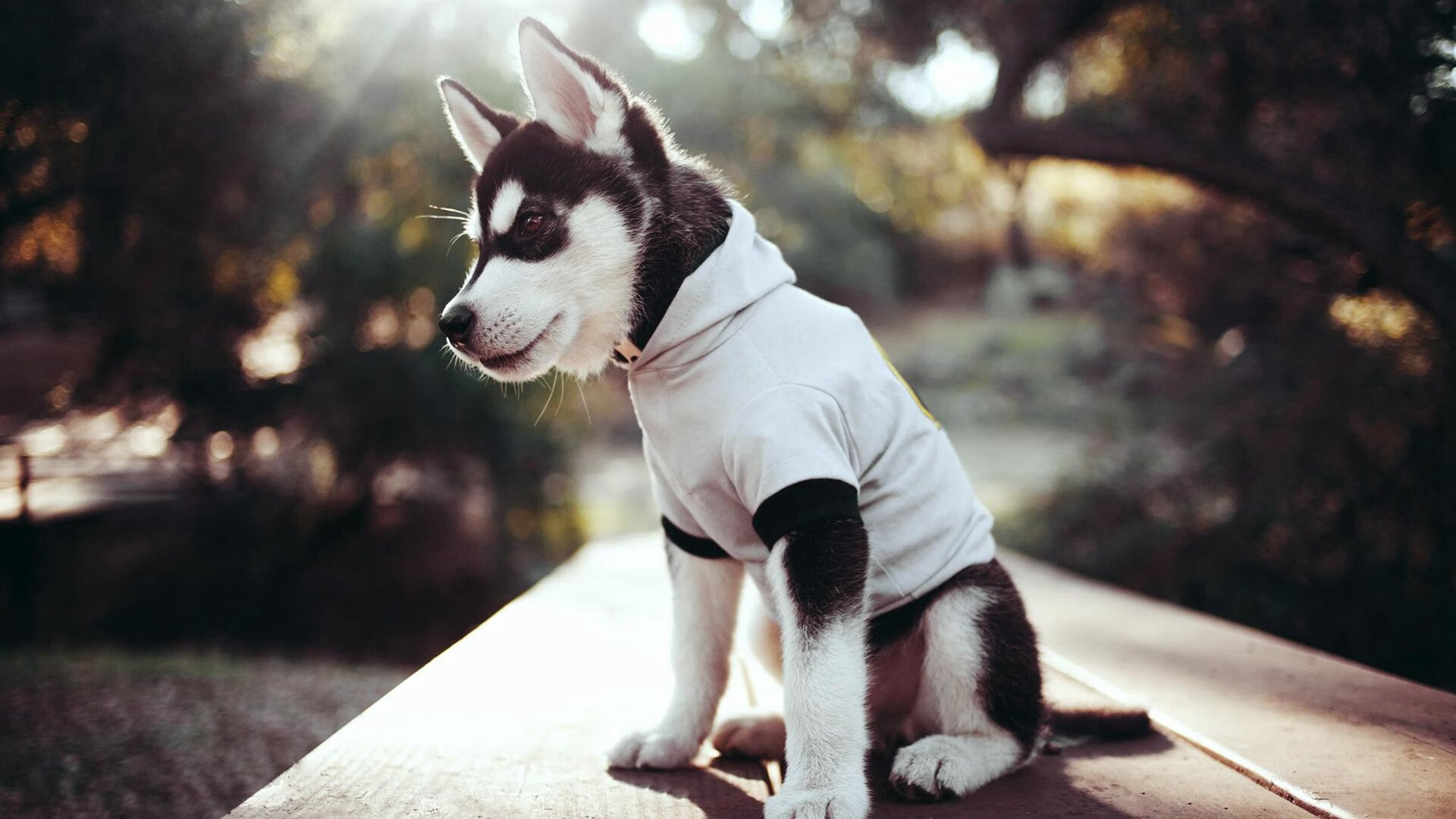 经典回忆:F1最伟大的十次冠军争夺,f1历代冠军