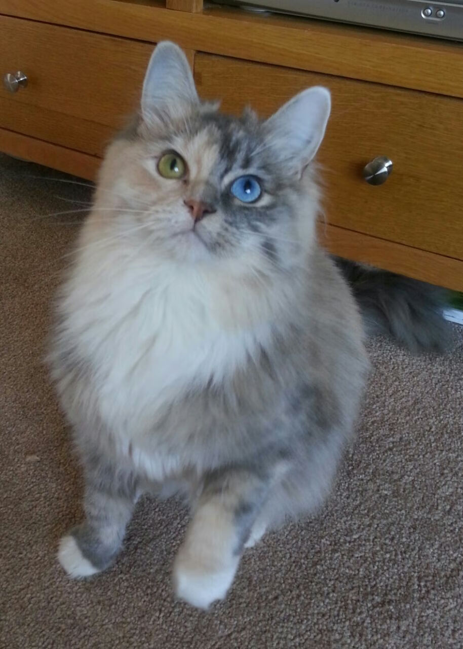 EDG战队教练团队策略调整，edg总教练是谁