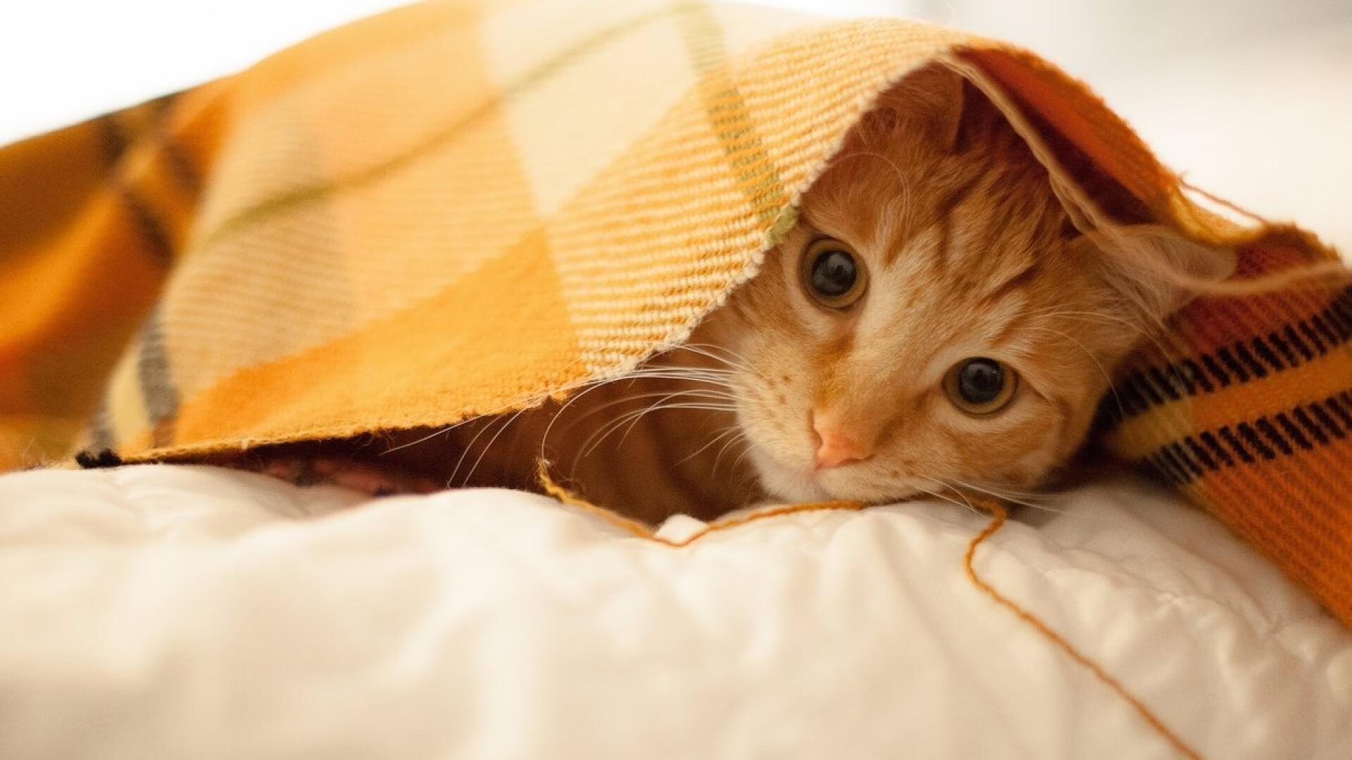 TL直播互动人气飙升,一直播刷人气互动