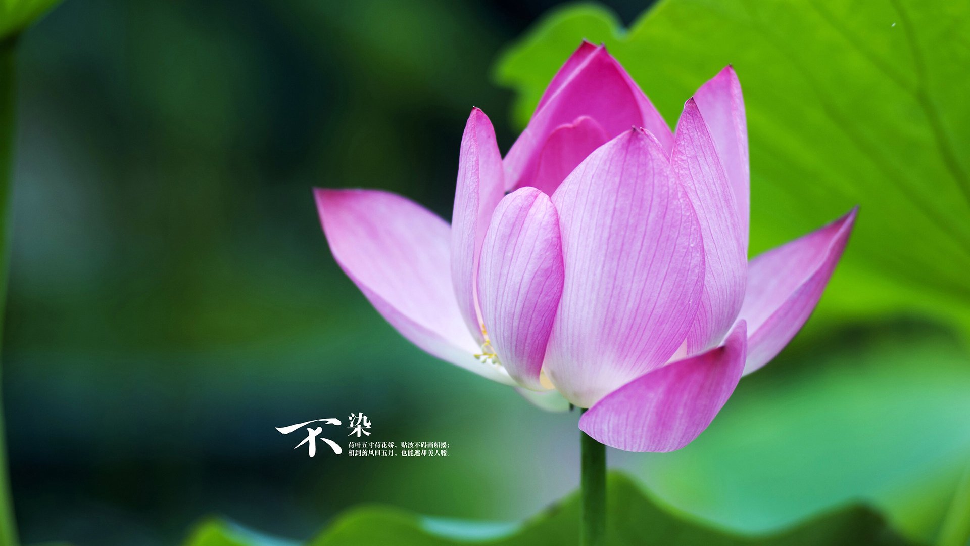 开云官方网站-中超联赛能否在国际舞台树立品牌，中超联赛参赛队伍