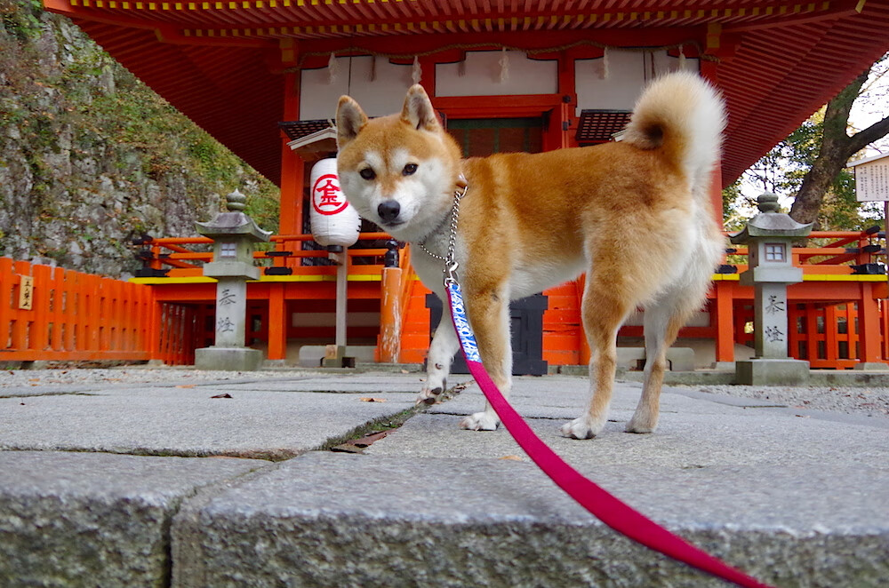 中超联赛荣誉榜再生变化,射手竞争白热化,中超奖项