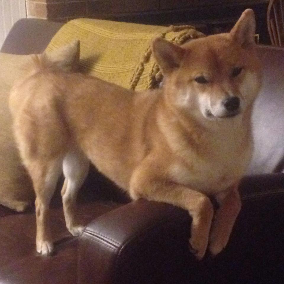 墨西哥男足在巴黎奥运会上表现出色，晋级四强，墨西哥男足奥运会成绩