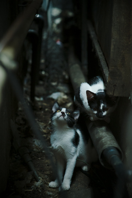 布莱顿主场一分被分走，保级压力加大，布莱顿主场为什么在美国