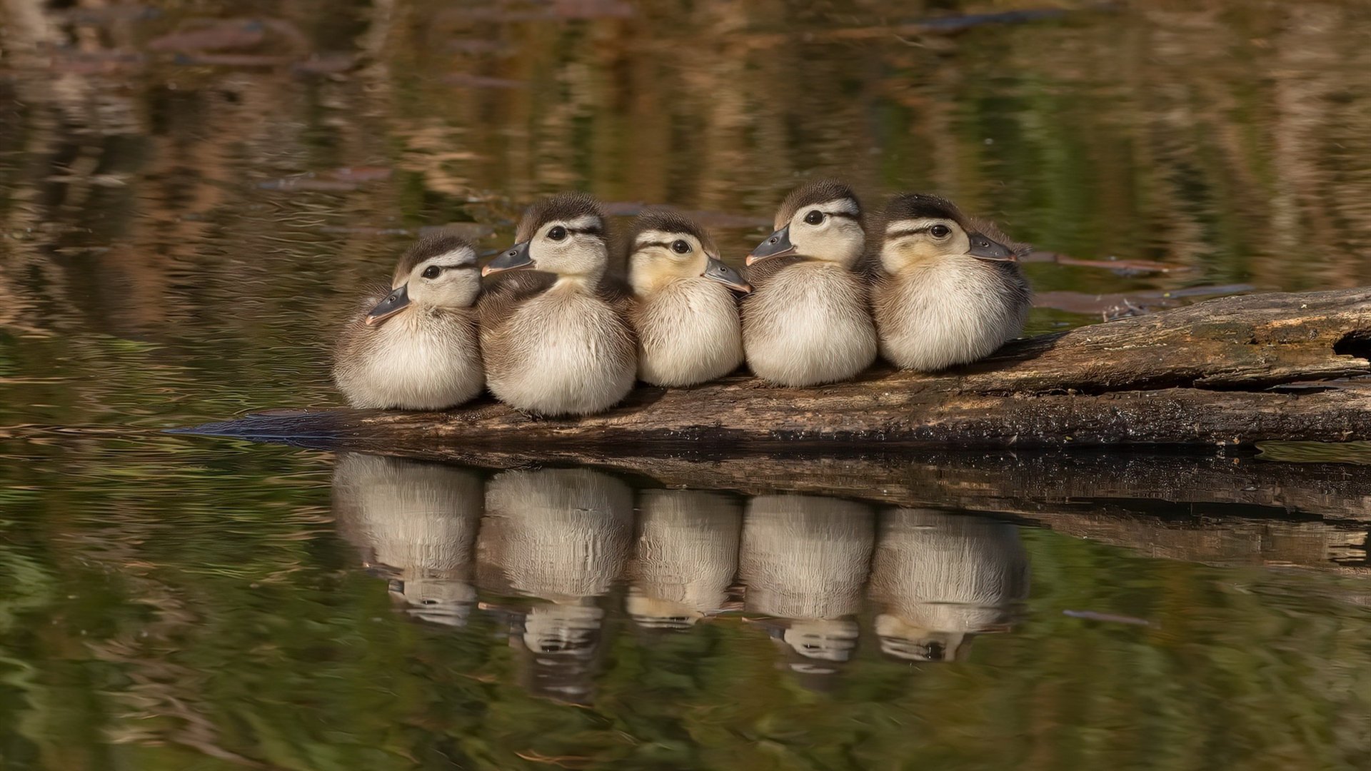 意大利队击败北马其顿，晋级欧冠赛，意大利杯 欧冠