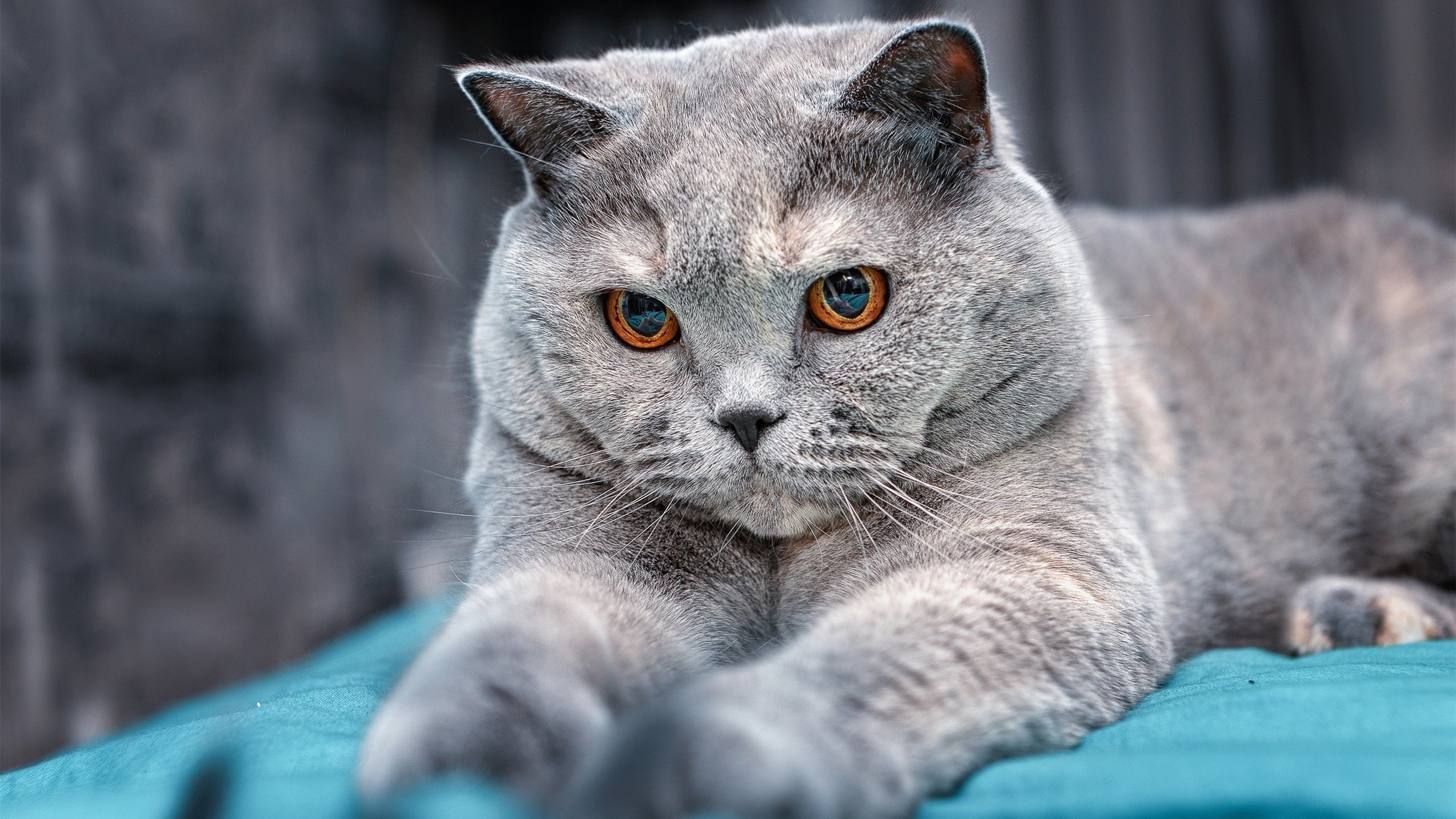 焦点橄榄球转会风波