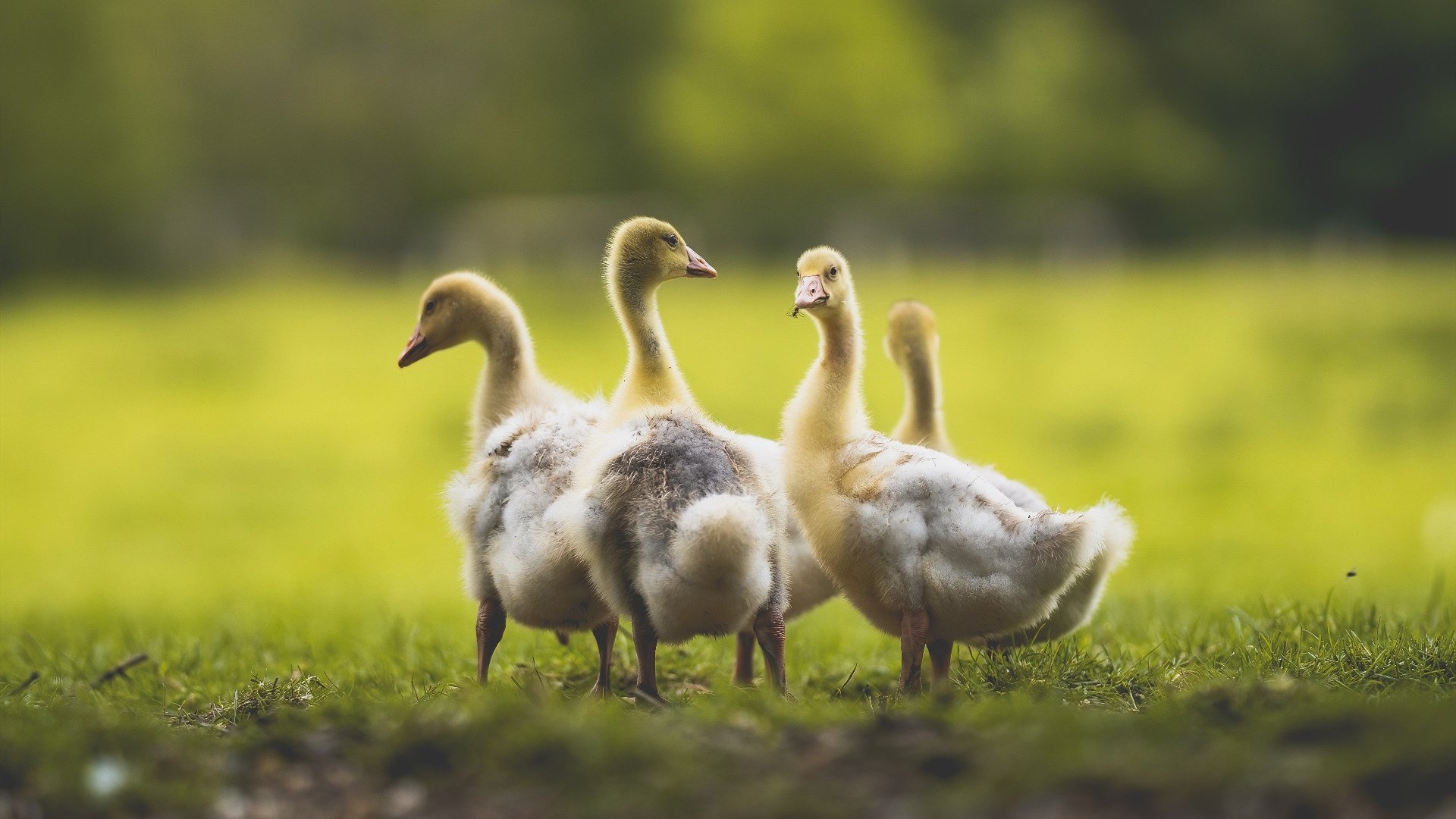 阿尔阿赫利新赛季战术创新，阿尔阿赫利埃及