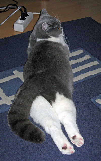 NBA球员训练计划科学制定与效果分析，nba球员训练时间