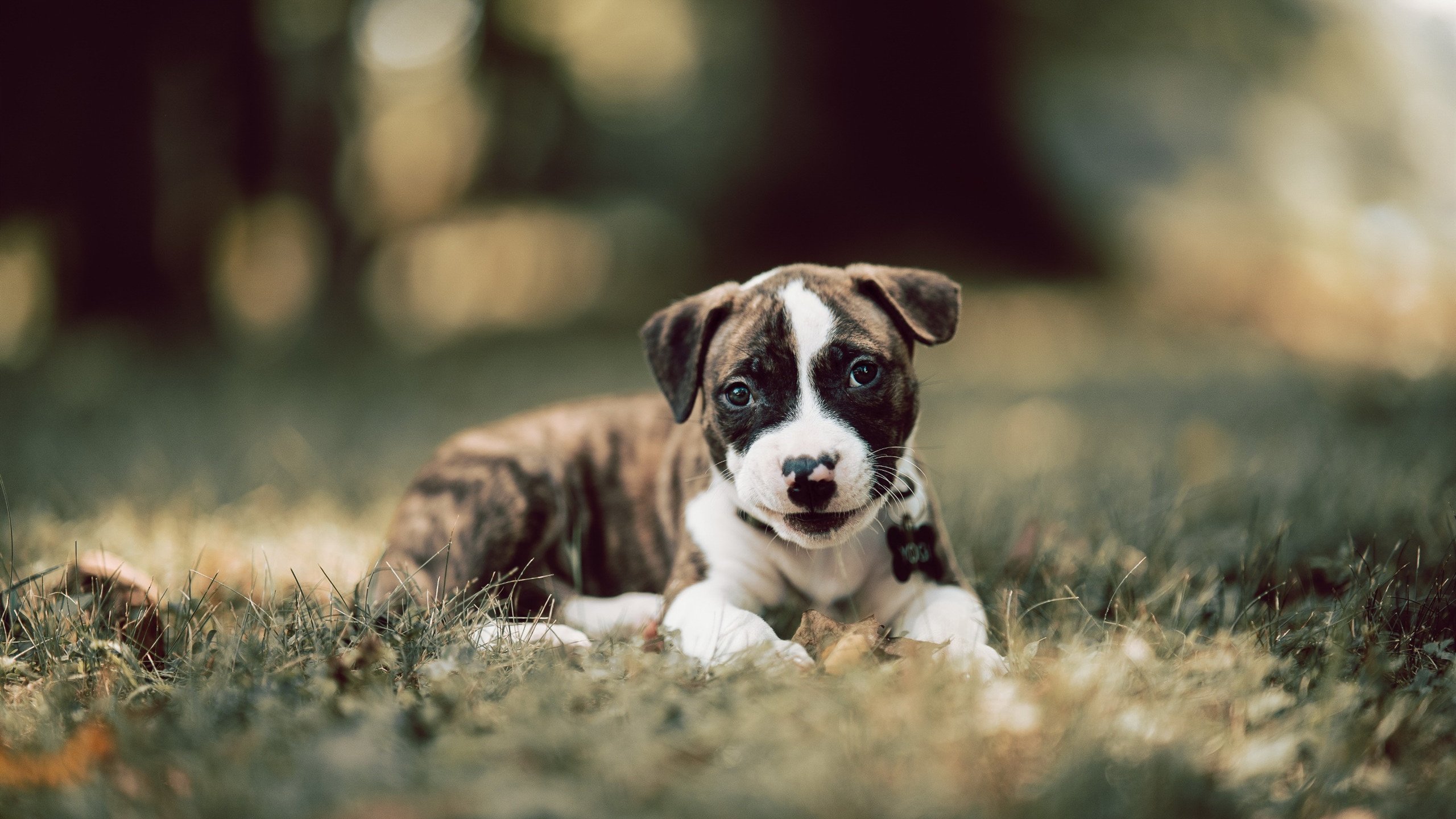 德甲球队应用AI模拟平台辅助战术布置及临场调整,德甲模式