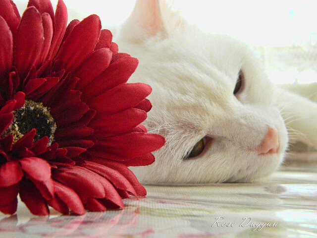 超越纪录：本季打破的多项足球纪录盘点，足球世界纪录有哪些