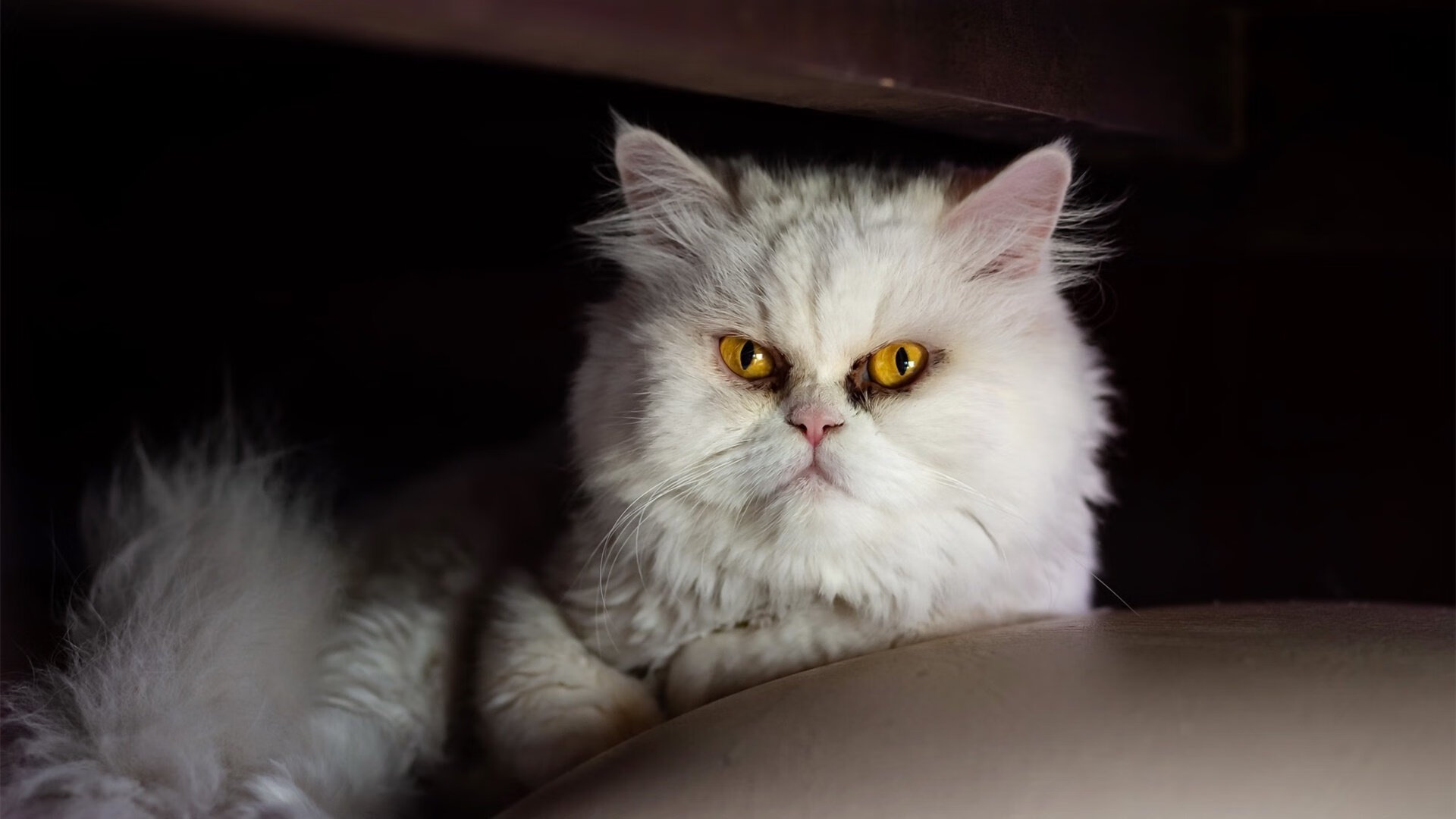 “滑轮新星崛起！成都滑轮中心见证新生力量”