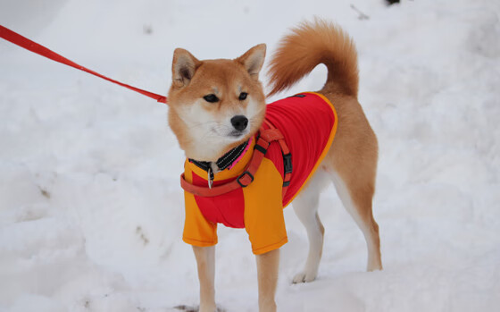 开云体育APP下载-世界杯预选赛中国青年队惨败 球迷期待调整阵容，世界杯预选赛中国队怎么样了