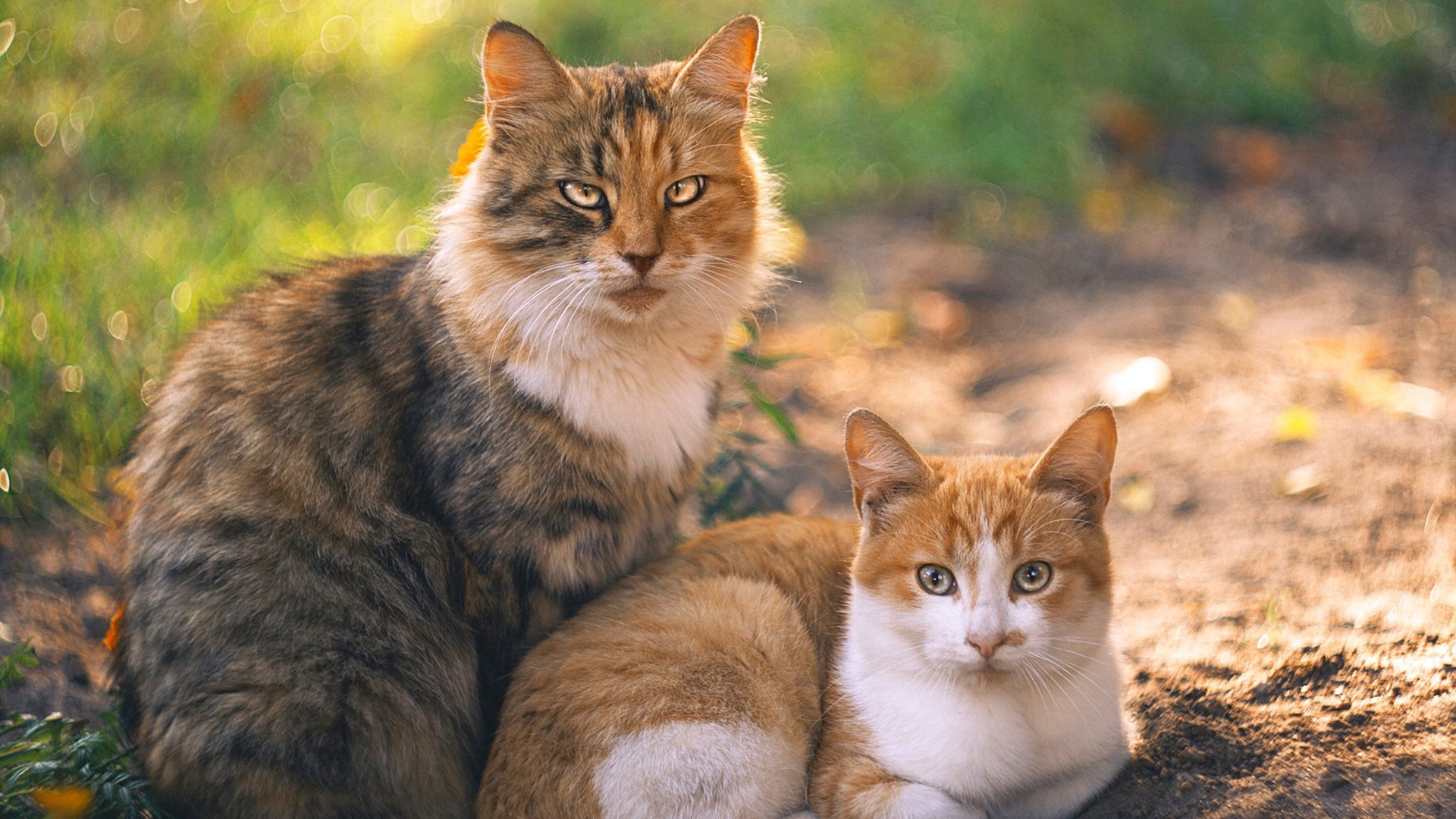 开云全站-拜仁反击决断快，终结效率高，拜仁收官战