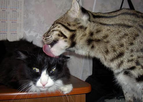 节奏掌控是否是球队领袖的必备能力之一，节奏控制