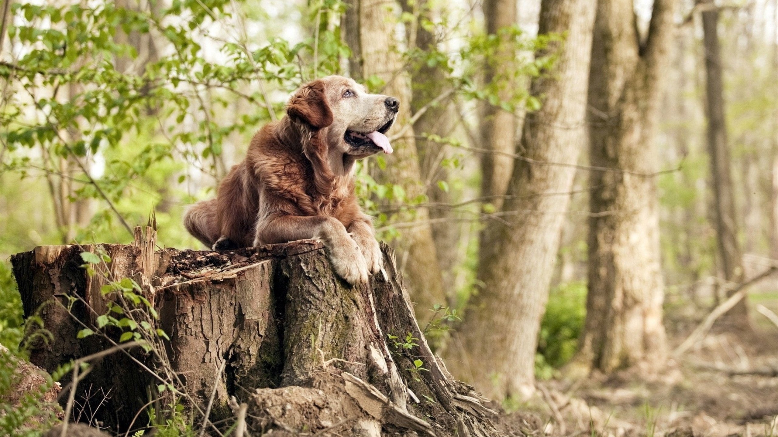 KAIYUNAPP-哈登末节高效组织快船掀起反击高潮，哈登去快船了嘛