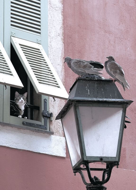 安哥拉男篮在非洲锦标赛中蝉联冠军，篮球强国再发威