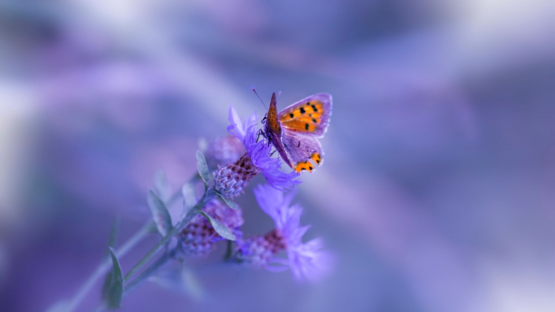 kaiyun体育综合-斯文施瓦茨决赛自信亮相，斯文百科