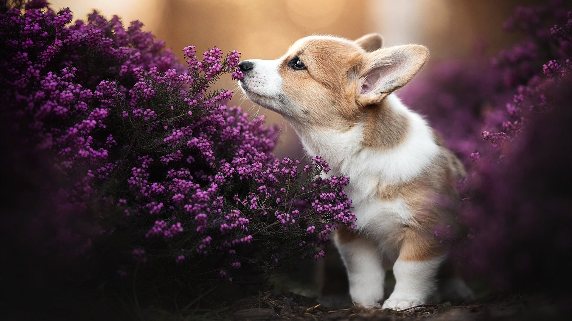 格鲁吉亚女篮在欧洲锦标赛中表现优越,朝向世界舞台前进,格鲁吉亚女子联赛