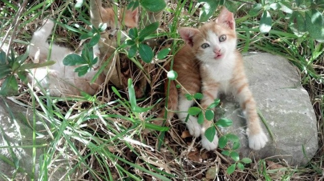 火箭社交账号每日更新训练图集,火箭聊天软件叫什么
