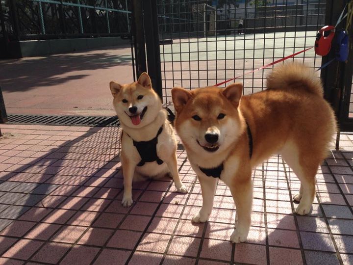 英超冠军争夺：悬念成就最终荣耀！，英超夺冠奇迹